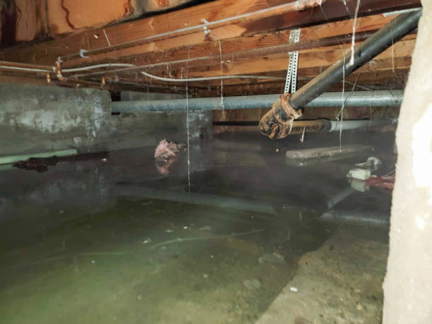 Best Water damage restoration near me  in Mounds View, MN