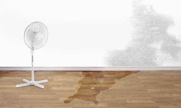 Best Water damage contractors near me  in Mounds View, MN